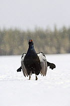 Black Cock / Grouse {Tetrao tetrix} calling, displaying lekking behaviour in snow. Finland