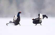 Black Cock / Grouse {Tetrao tetrix} fighting on lek in snow, Finland. Males competiong to mate with females
