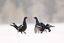 Black Cock / Grouse {Tetrao tetrix} fighting on lek in snow, Finland.
