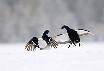 Black Cock / Grouse {Tetrao tetrix} fighting on lek in snow, Finland.