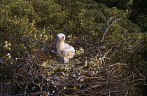 Short toed eagle (Circaetus gallicus) chick in nest, Spain