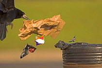 Rook (Corvus frugilegus) adult scavenging litter bin at motorway service station, UK