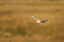 Barn owl (Tyto alba) adult hunting over reedbed, Hickling Broad, Norfolk, UK
