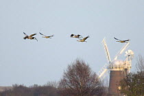 Common cranes (Grus grus) in flight and Horsey wind pump / windmill  in background, Hickling Broad, Norfolk, UK