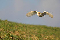 Barn owl (Tyto alba) adult hunting in daylight, Norfolk, UK