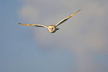 Barn owl (Tyto alba) adult hunting in daylight, Norfolk, UK
