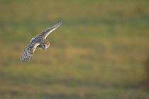Barn owl (Tyto alba) adult hunting at dusk, Norfolk, UK