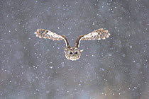 Tawny owl (Strix aluco) adult flying through snow shower, Scotland, UK, captive