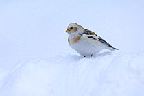 Snow bunting (Plectrophenax nivalis) winter male in snow, Cairngorms, Scotland, UK