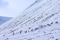 Herd of red deer (Cervus elaphus) in winter snow, Alladale, Sutherland, Scotland, UK