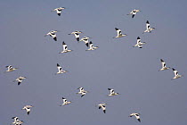 Flock of avocets (Recurvirostra avosetta) in flight, Norfolk, UK