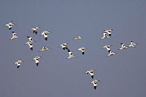 Flock of Avocets (Recurvirostra avosetta) in flight, Norfolk, UK