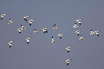 Flock of Avocets (Recurvirostra avosetta) in flight, Norfolk, UK
