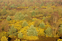 Lowland acid heath habitat, showing gorse, birch and Scots pine, Frensham Common, Surrey, UK