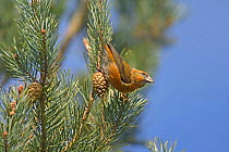 Common / Red crossbill (Loxia curvirostra) adult male in Scots pine, Surrey, UK