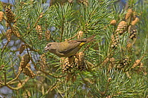 Common crossbill (Loxia curvirostra) adult female in Scots pine, Surrey, UK