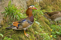 Mandarin duck (Aix galericulata) male or drake in spring plumage, Devon, UK