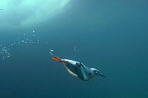 Pigeon guillemot (Cepphus columba) diving underwater, captive bird in marine aquarium