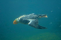 Tufted puffin (Lunda cirrhata) diving underwater,  captive bird in marine aquarium