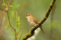Nightingale (Luscinia megarhynchos) adult singing, Cambridgeshire, UK