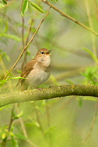 Nightingale (Luscinia megarhynchos) adult singing, Cambridgeshire, UK