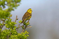 Yellowhammer (Emberiza citrinella) adult male in flailed hawthorn hedge, Norfolk, UK