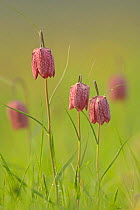 Snake's-head fritillaries (Fritillaria meleagris) in flower, North Meadow National Nature Reserve, Wiltshire, UK