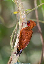 Cinnamon Woodpecker {Celeus loricatus mentalis} on branch, Pipeline Road, Soberiana NP, Panama.