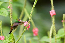 Rufous tailed Hummingbird {Amazilia tzacatl} in flight, feeding on flower, El Valle, Panama.