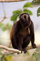 Black mantled howler monkey {Alouatta palliata} male howling on branch, Soberiana NP, Panama.
