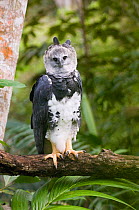 Harpy Eagle {Harpia harpyja} perching on branch, Summit Gardens, Panama- from Peregrine Fund captive breeding programme.