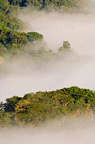 Lowland rainforest landscape at dawn, Soberiana NP, Panama