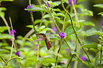 Rufous tailed Hummingbird {Amazilia tzacatl} feeding from flowers, El Valle, Panama.