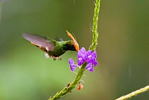 Male Rufous-crested Coquette {Lophornis delattrei lessoni} feeding from flower, El Valle, Panama.