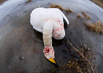 Whooper Swan {Cygnus cygnus} suspected victim of bird flu, Balkans, February 2006.