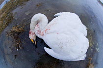 Whooper Swan {Cygnus cygnus} suspected victim of bird flu, Balkans, February 2006.