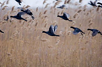 Group of Coot {Fulica atra} taking-off from reedbed.