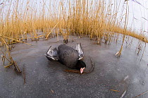 Coot {Fulica atra} dead on ice in reedbed, victim of cold weather, January, UK.