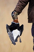 Hunter with illegally shot Red breasted goose {Branta ruficollis} Bulgaria.