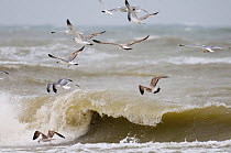 Flock of Yellow legged gulls (Larus cachinnans) flying over rough sea, Black Sea, Bulgaria