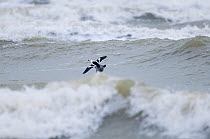 Smew {Mergus albellus} drake flying over rough sea, UK.