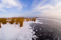 Duranulak Lake (RAMSAR site) frozen in winter, Bulgaria.
