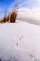 Fox footprints on frozen Durankulak Lake (RAMSAR site) Bulgaria.