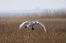 Mute Swan {Cygnus olor} landing in reedbed, Bulgaria. Note cricked neck typical of lead poisoning.