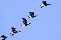 Group of Red breasted Geese {Branta ruficollis} in flight, Duranulak, Bulgaria.