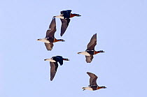 Group of Red-breasted Geese {Branta ruficollis} in flight, Duranulak, Bulgaria.