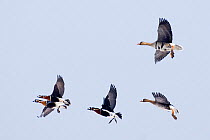 Red breasted Geese {Branta ruficollis} and White-fronted Geese in flight, Bulgaria.
