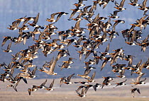 Flock of Red-breasted Geese {Branta ruficollis} Duranulak, Bulgaria.