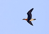 Red-breasted Goose {Branta ruficollis} in flight,  Duranulak, Bulgaria.