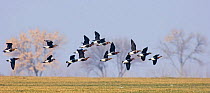 Red-breasted Geese {Branta ruficollis} flying over farmland, Bulgaria.